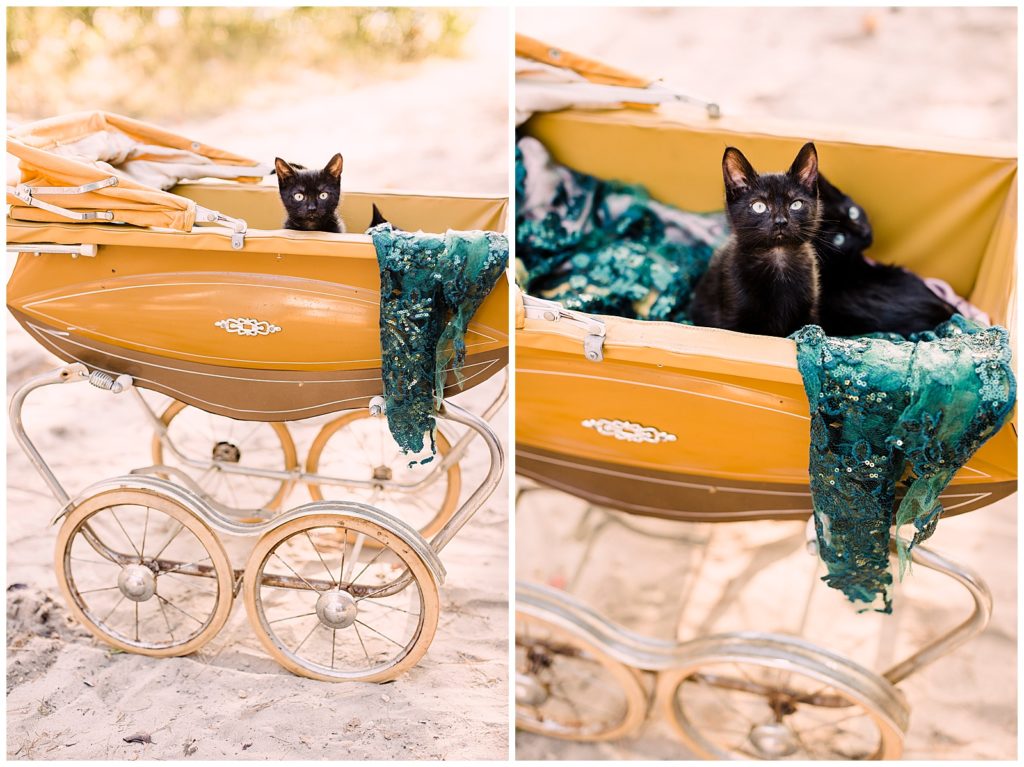 Black Kittens