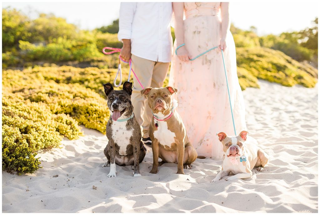 engagement session with rescue dogs