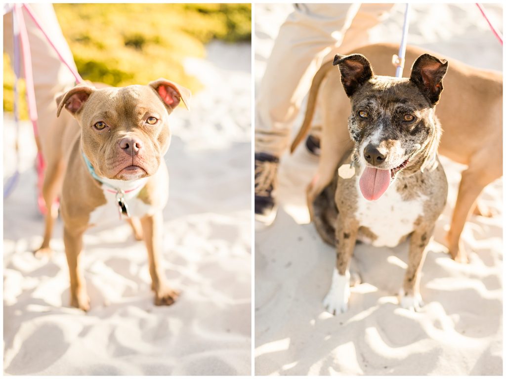 beach engagement with puppies