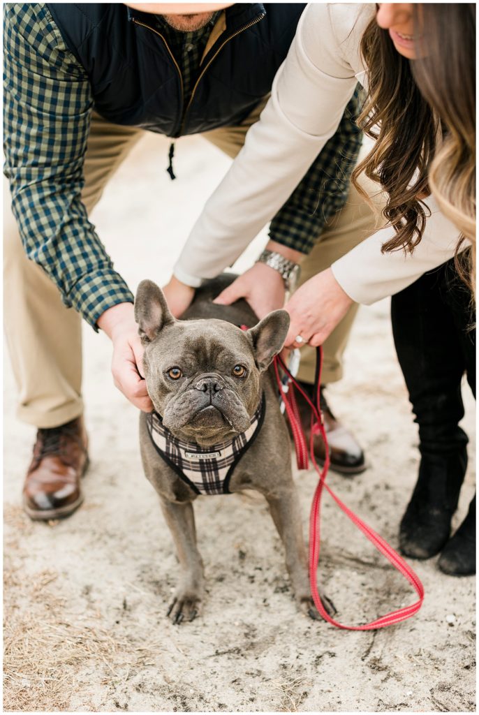 frenchie in engagement session